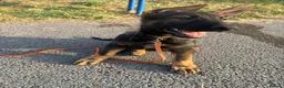 German Shepherd dogs for sale: Working Line GSD × Belgian Puppies – Ready Now - Advert 28