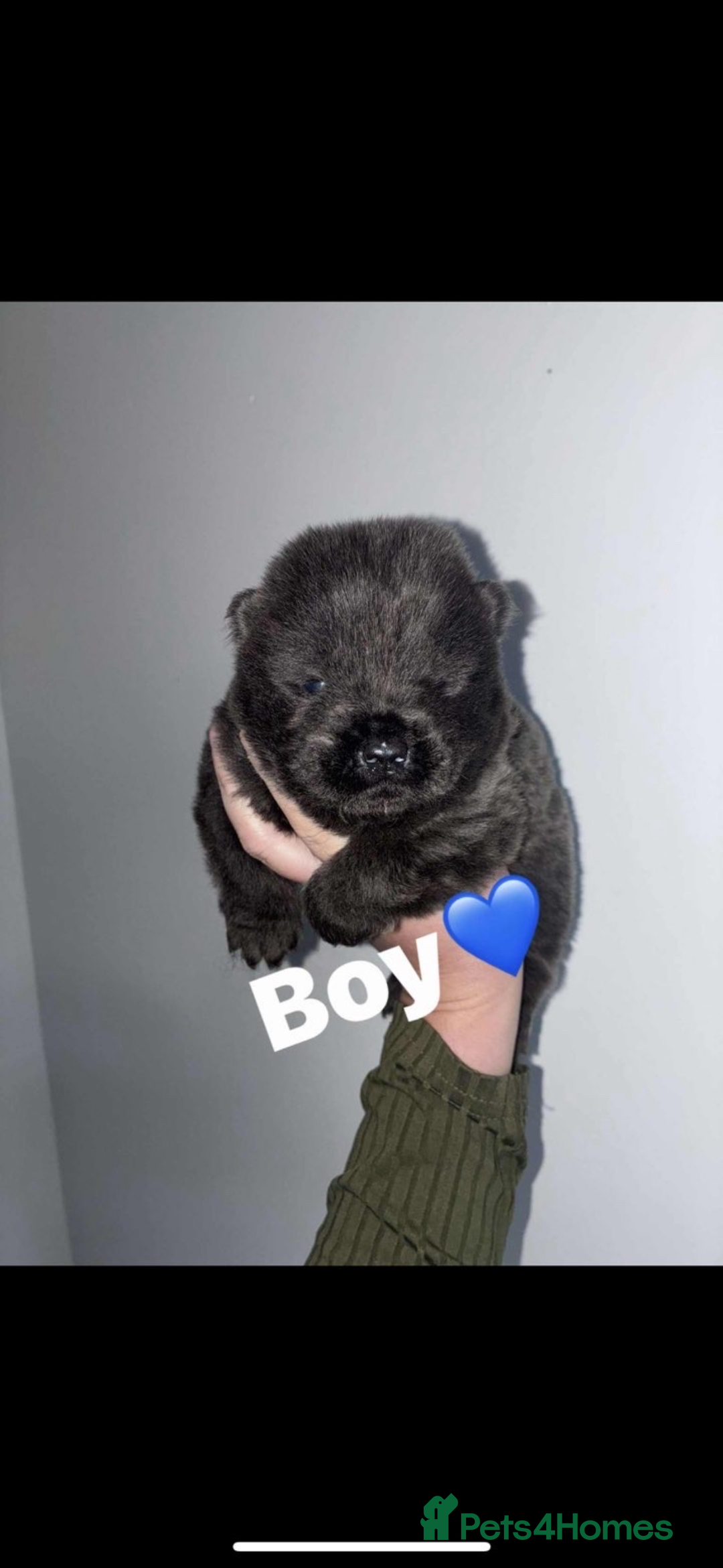 Chow Chow dogs for sale: Chow chow puppies - Advert 15