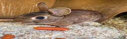 Mixed Breed rabbits for sale: Two gorgeous bonded boy rabbits for sale - Advert 2