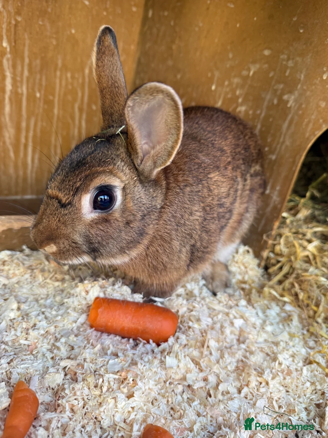 Mixed Breed rabbits for sale: Two gorgeous bonded boy rabbits for sale - Advert 2