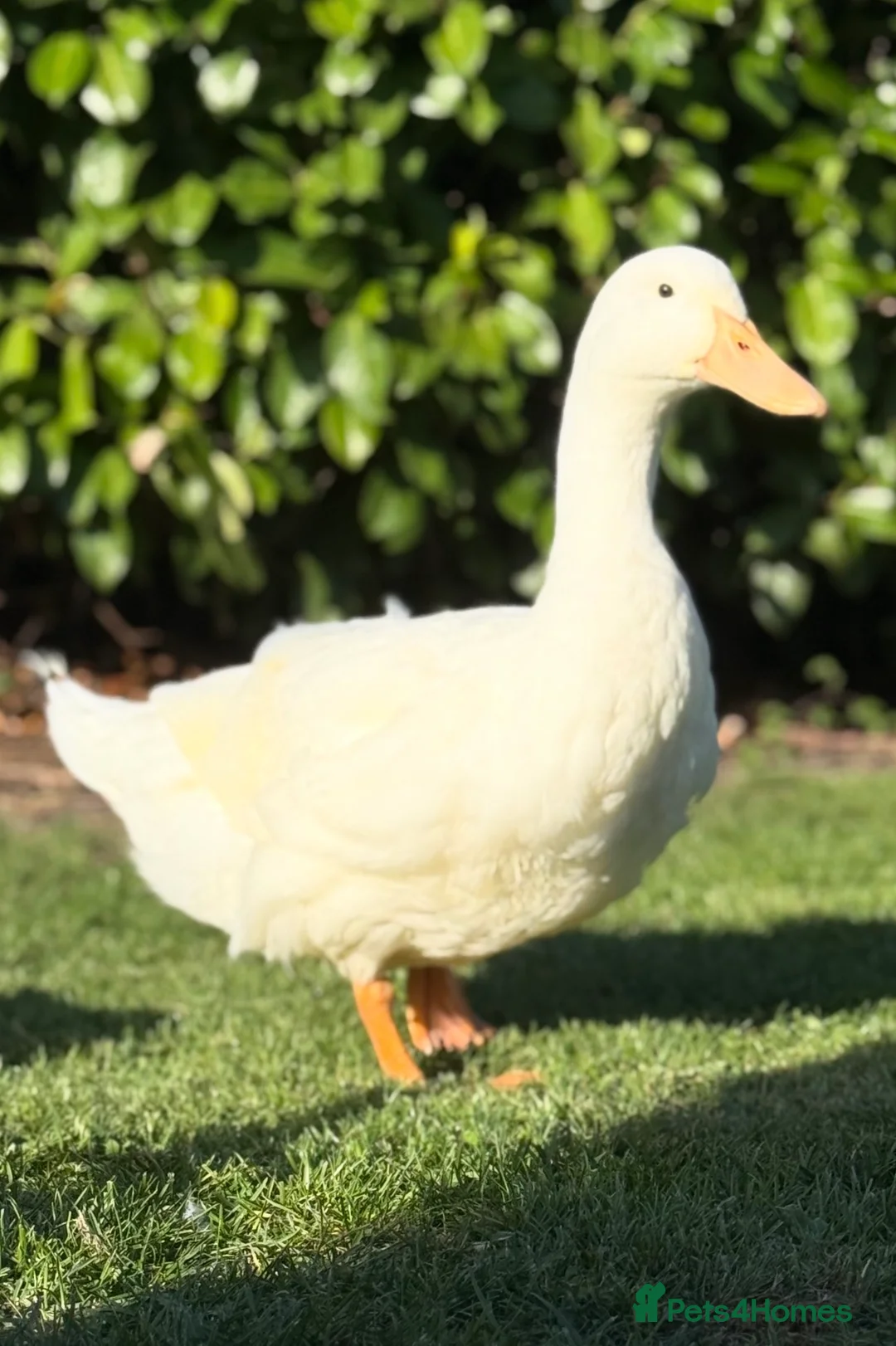 Ducks poultry for sale: Male Pekin duck in Upminster - Advert 1