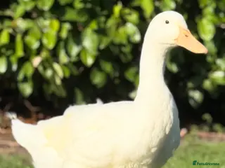 Ducks poultry Male Pekin duck - Advert 1