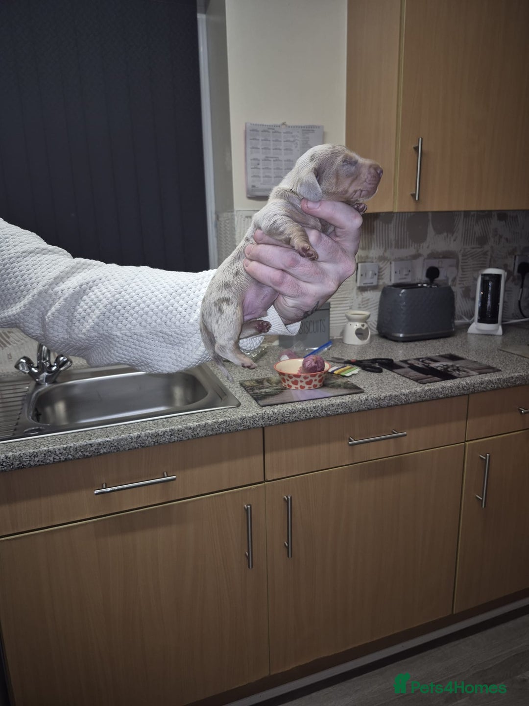 Dachshund dogs for sale: Dachshund  - Advert 2