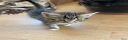 Mixed Breed cats for sale: Tabby kittens for sale in pair, sister and brother in Haverhill - Advert 5