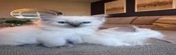Ragdoll cats for sale: 🐾GCCF registered ragdoll kittens Lilac and blue🐾 - Advert 12
