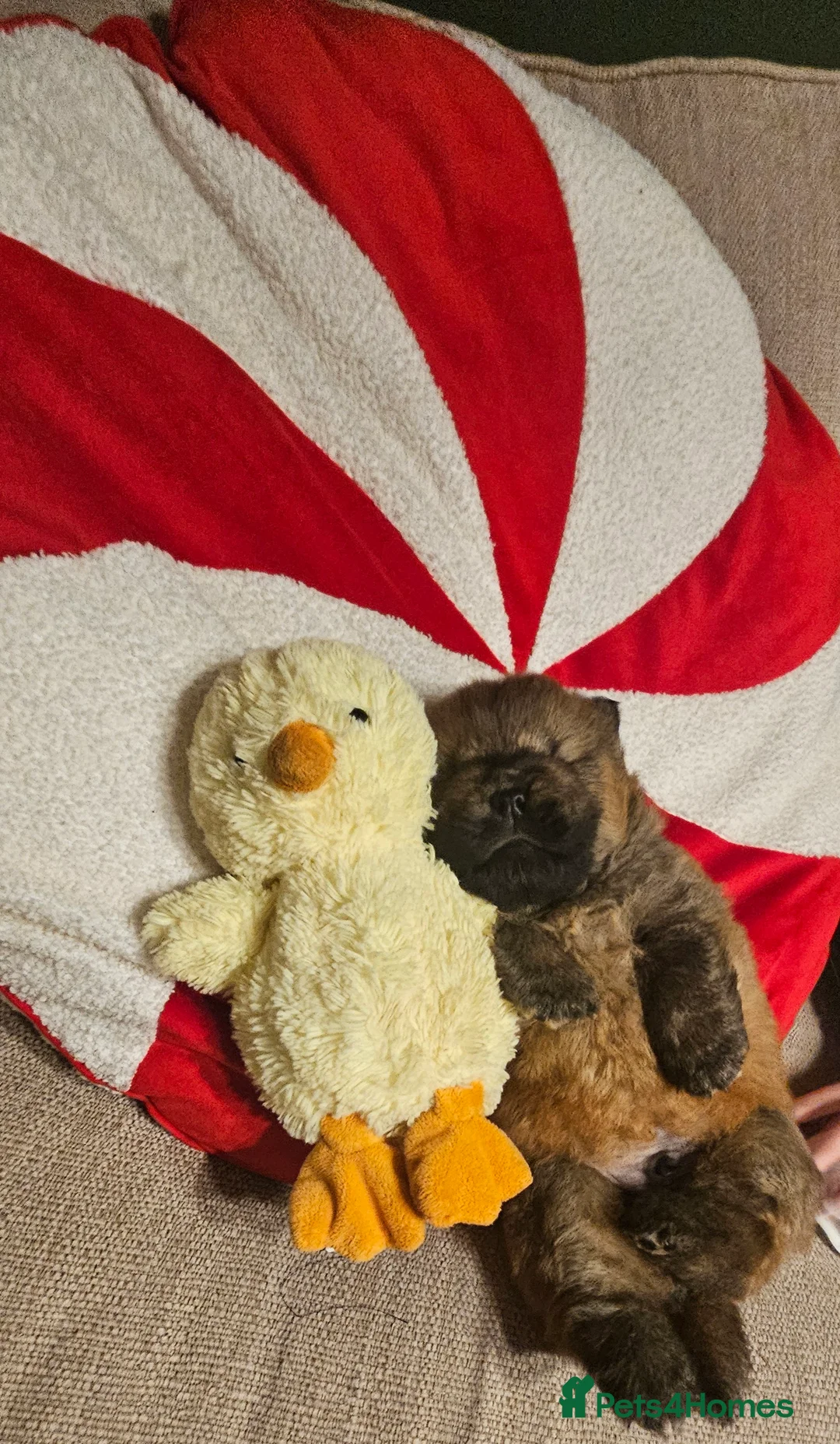 Chow Chow dogs for sale: Kc registered Chow chow puppies  - Advert 21