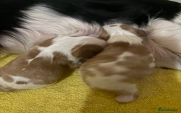 Cavalier King Charles Spaniel dogs for sale: 2 Female King Charles Cavaliers   - Advert 2