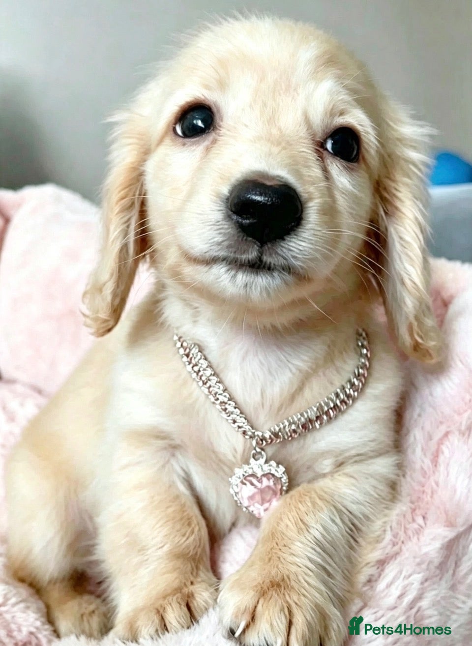 Miniature Dachshund dogs Cream KC longhaired dachshund puppies  - Advert 2