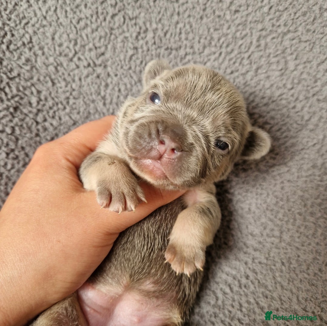 French Bulldog dogs for sale: Frenchie Girl Lilac & Tan KC - Image 11