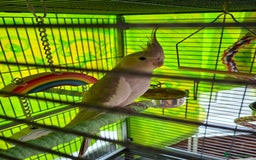 Cockatiels birds for sale: Biscoff - Image 2