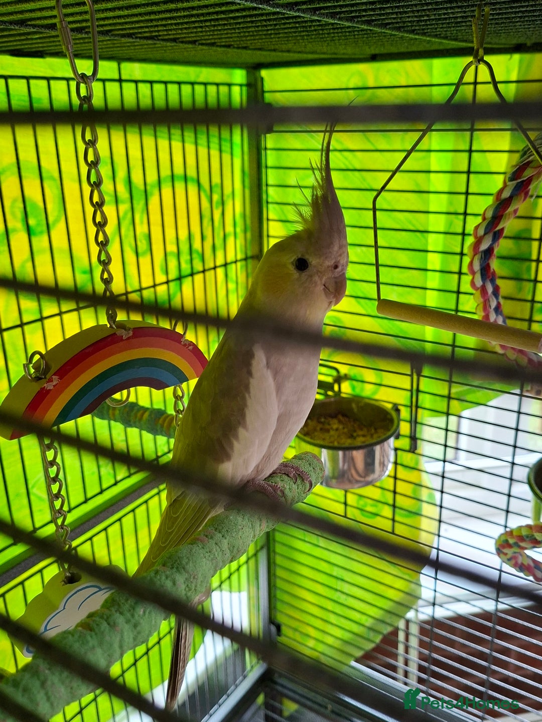 Cockatiels birds for sale: Biscoff - Image 2