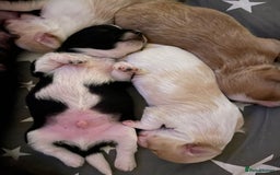 Maltipoo dogs for sale: 6 Beautiful Maltipoo Puppies for sale 🐶🐾 - Image 24