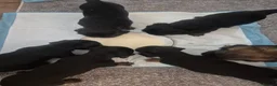 Mixed Breed dogs for sale: Little of 6 beautiful pups in Salisbury - Advert 12