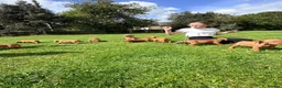 Hungarian Vizsla dogs for sale: !!REDUCED!! Beautiful KC Registered Vizsla Pups - Advert 17