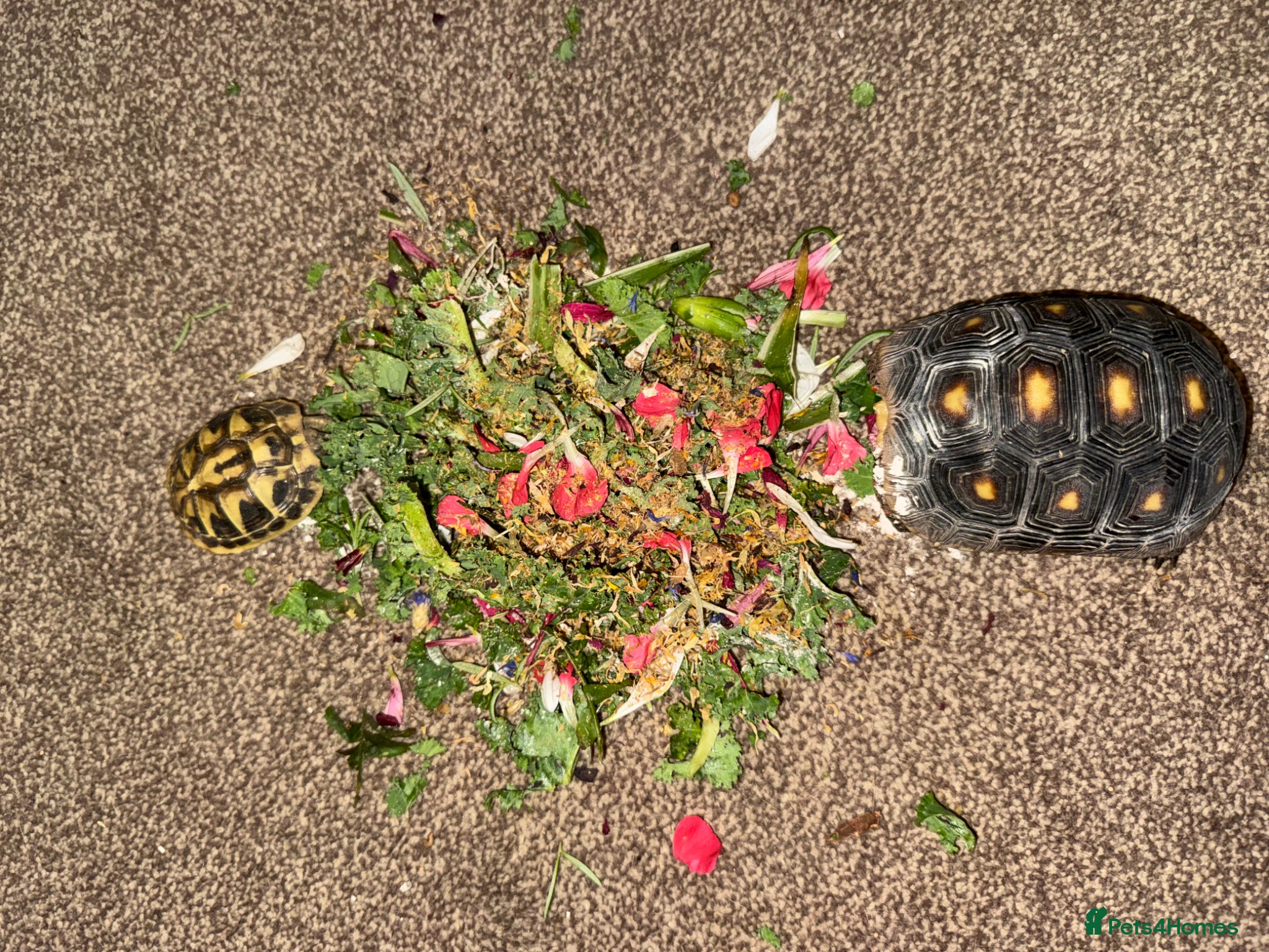 Tortoise reptiles for sale: Red foot tortoise  in Saint Leonards-on-sea - Advert 14