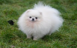Pomeranian dogs for sale: Only one tiny Pom girl left in Ely - Image 6