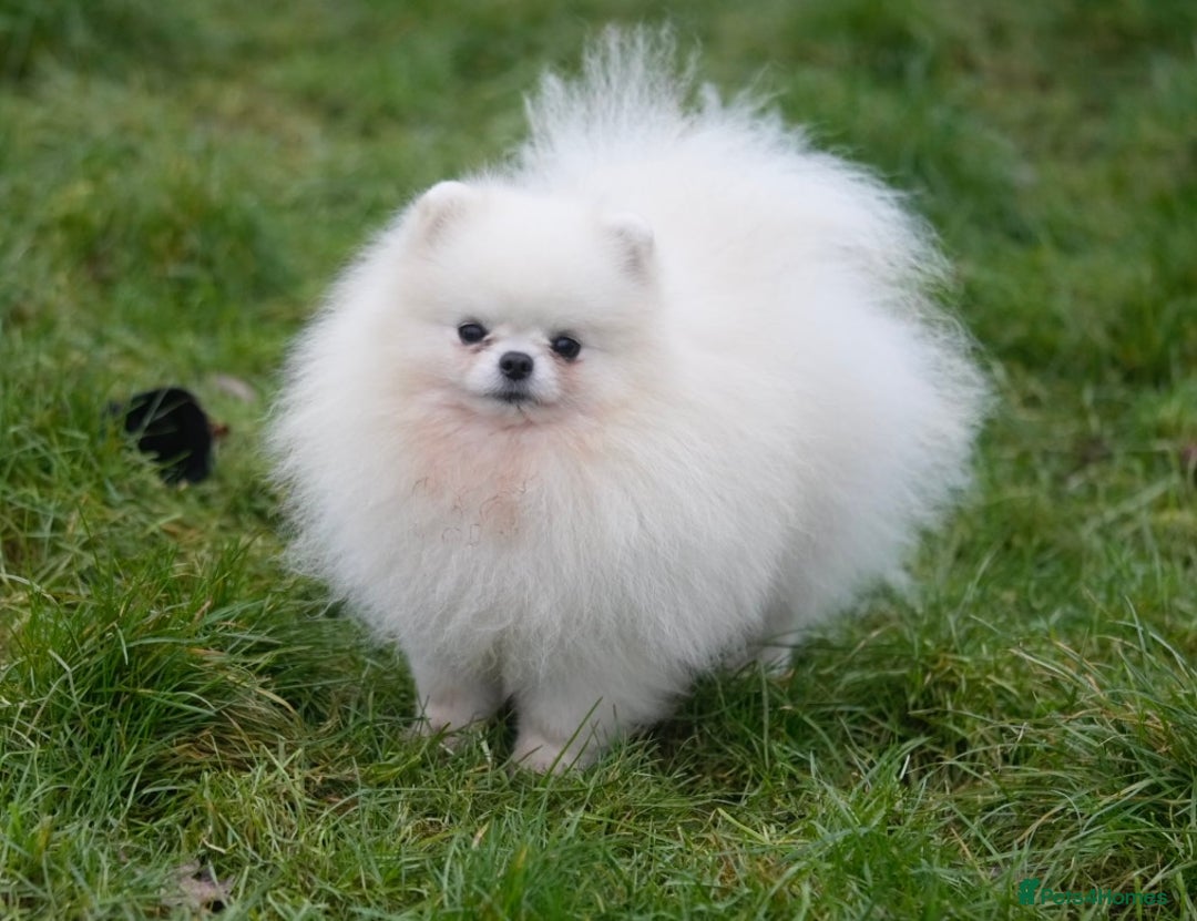 Pomeranian dogs for sale: Only one tiny Pom girl left in Ely - Image 6