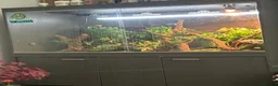 Chameleon reptiles for sale: Forsale  in Caerphilly - Advert 3