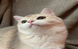 British Shorthair cats for sale: Older rare goldens n c/points 🐱   in Ashton-under-Lyne - Advert 27