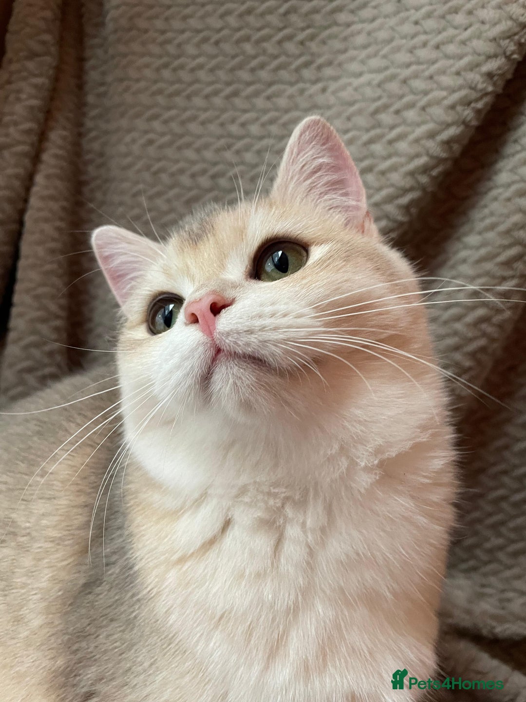 British Shorthair cats for sale: Older rare goldens n c/points 🐱   in Ashton-under-Lyne - Advert 27