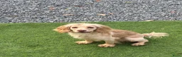 Cocker Spaniel dogs for sale: Working KC ftch pedigree full bred - Advert 4