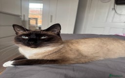 Siamese cats for sale: ASAP - Beautiful Siamese to go to a quiet home  - Image 6