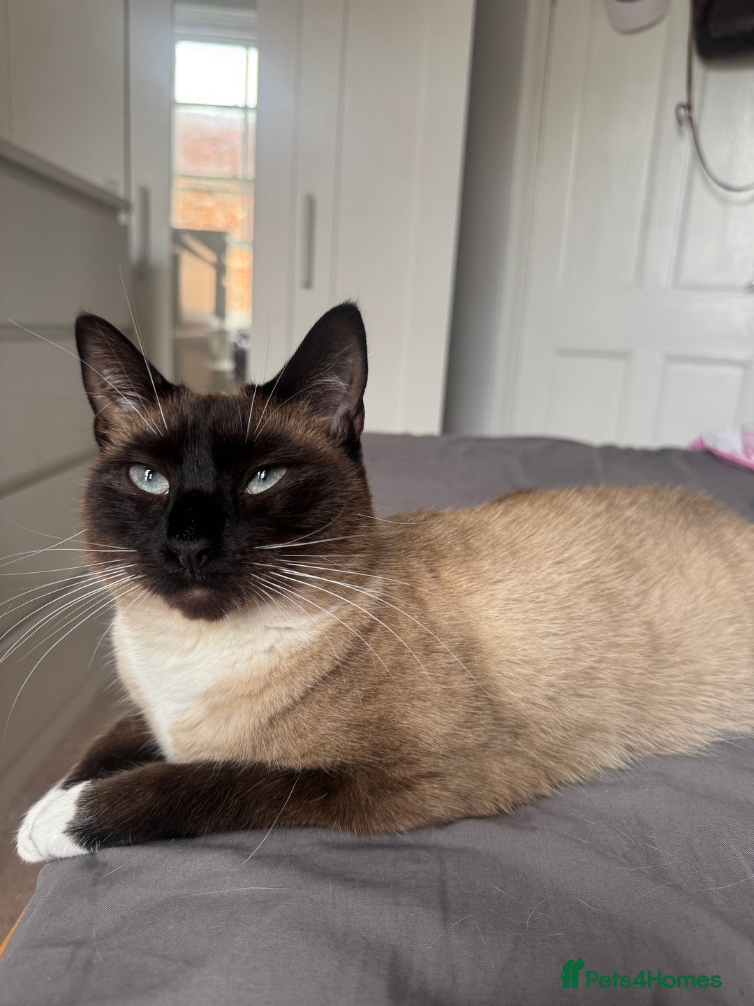 Siamese cats for sale: ASAP - Beautiful Siamese to go to a quiet home  - Image 6