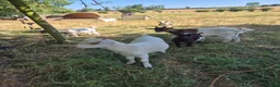 Goats livestock for sale: Pygmy goats  - Advert 6
