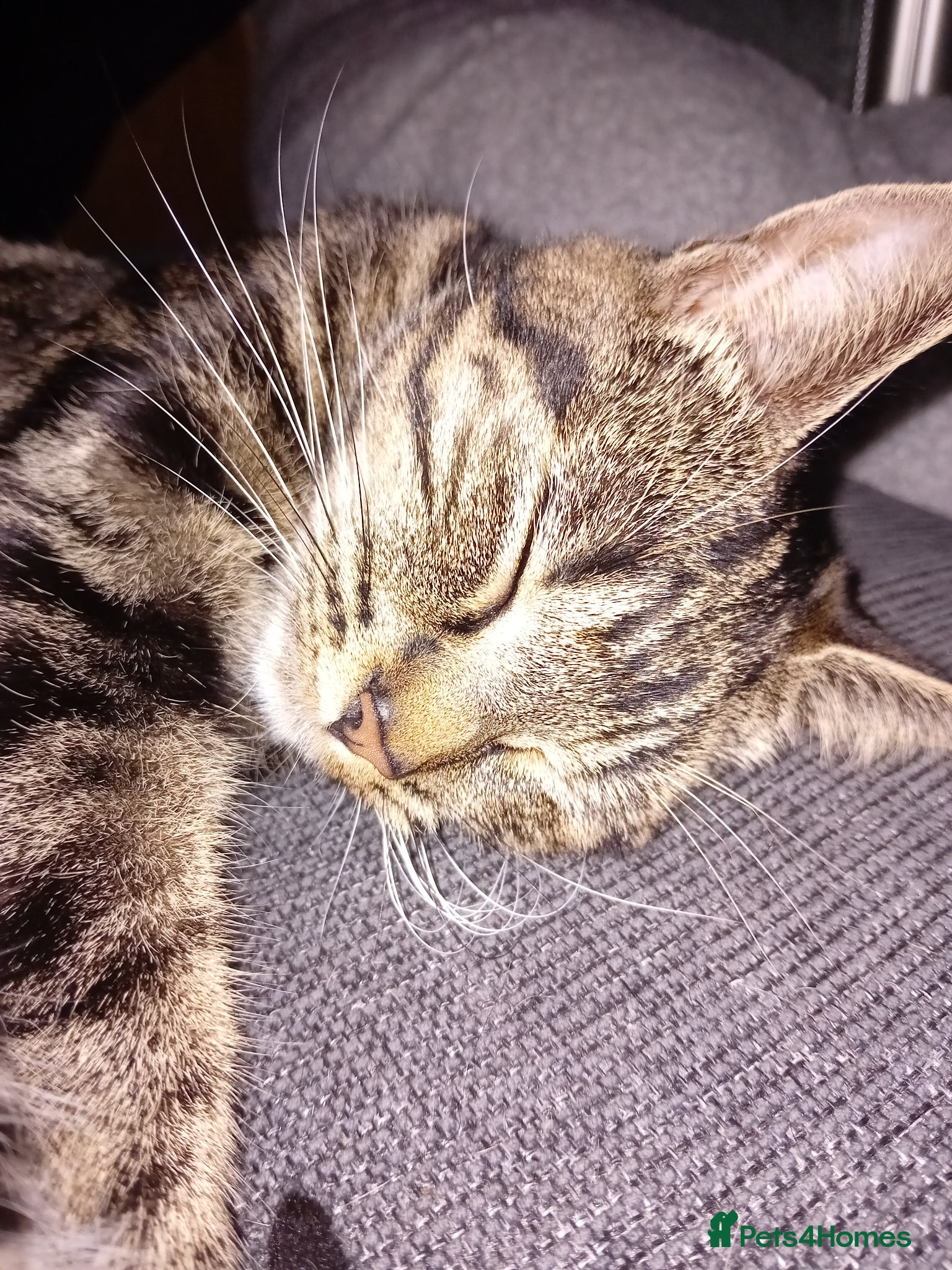 Mixed Breed cats 2 beautiful kittens for sale  - Advert 1