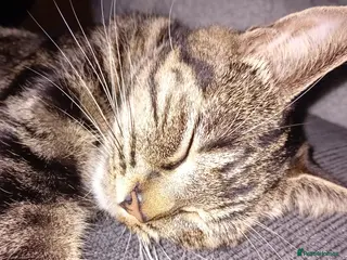 Mixed Breed cats 2 beautiful kittens for sale - Advert 2