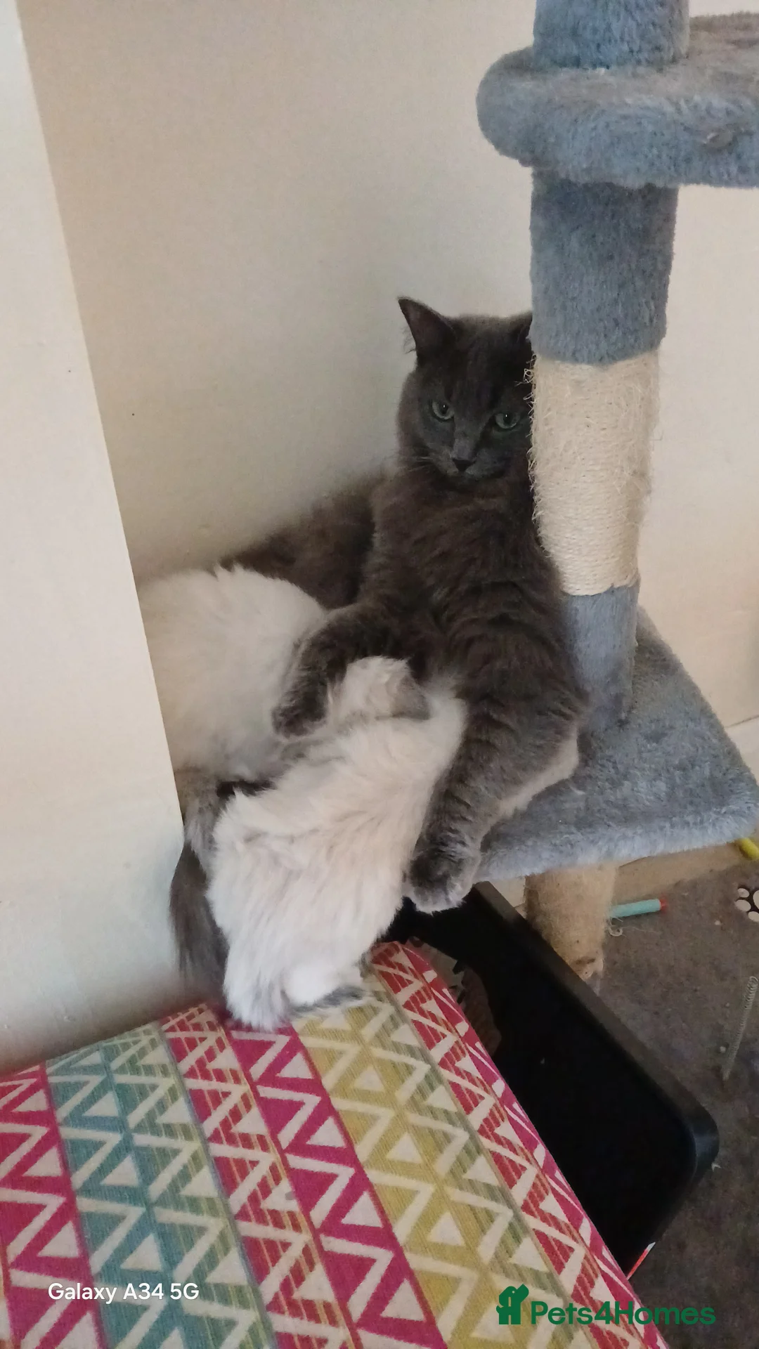Mixed Breed cats for sale: Persian ragdolls. in Motherwell - Advert 2