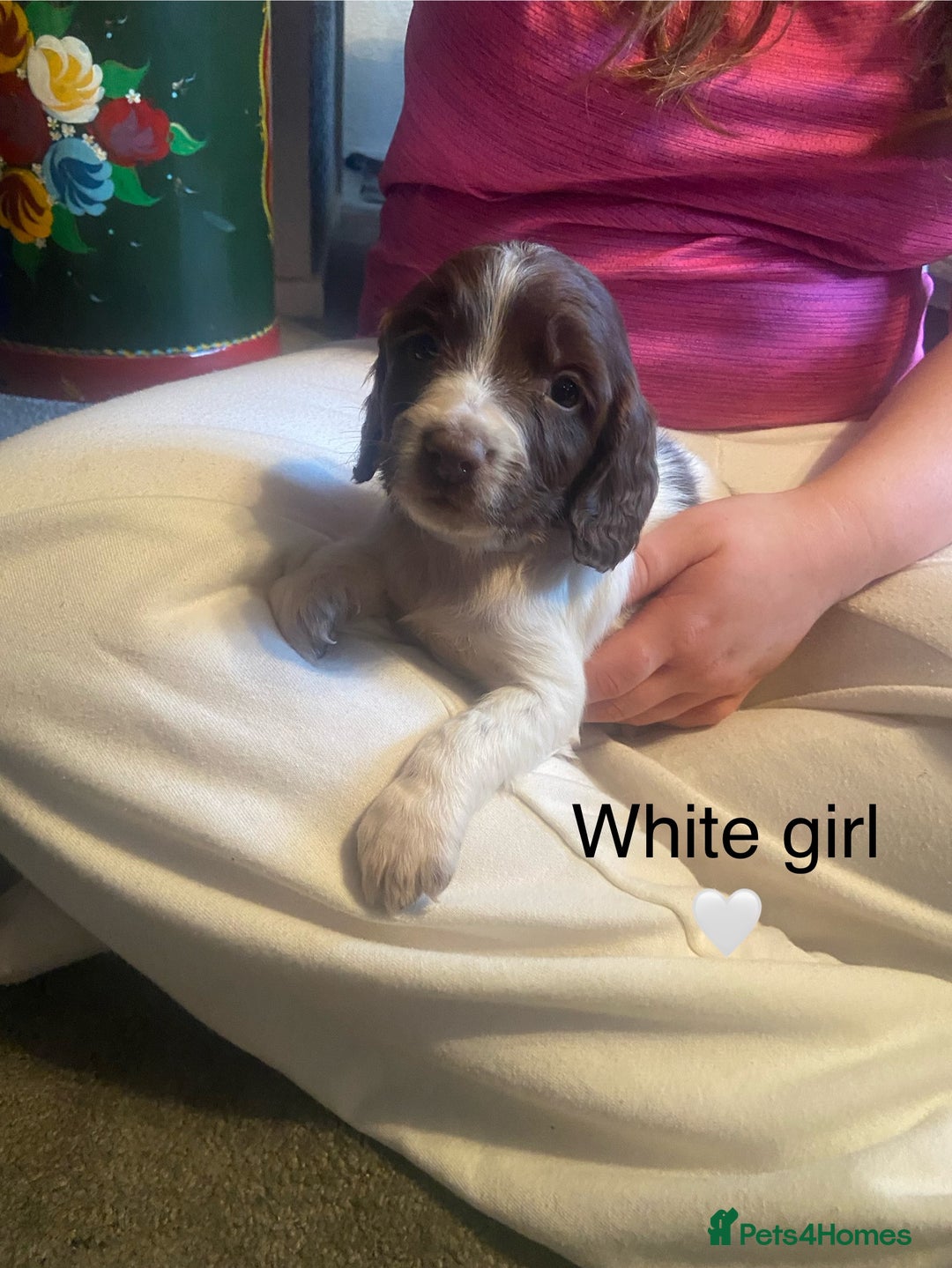 English Springer Spaniel dogs for sale: Springer spaniel puppies  - Advert 18