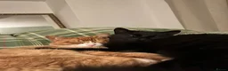 British Longhair cats for sale: Male cat for sale - Advert 6