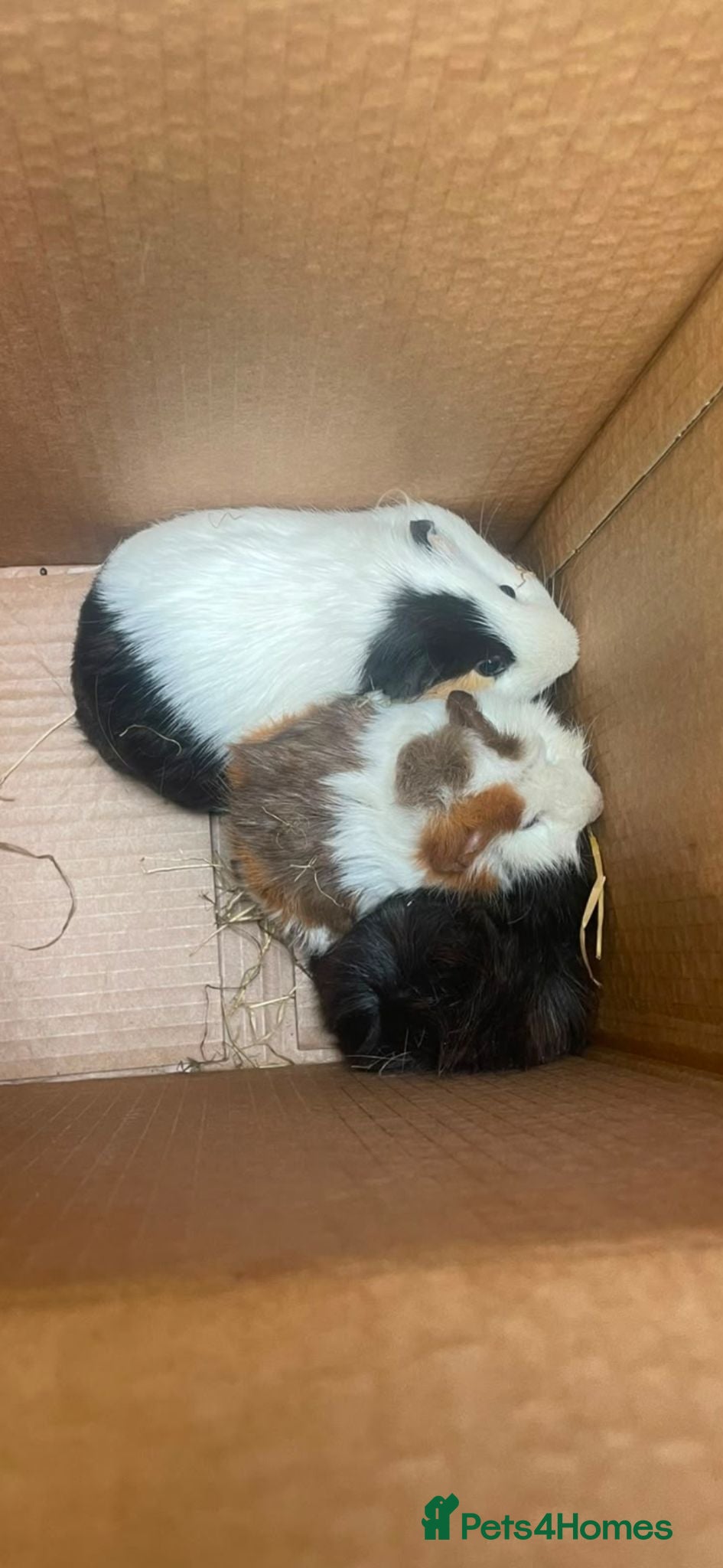 Guinea Pig rodents Guinea pigs male x2 - Advert 1