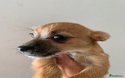 Mixed Breed dogs for sale: Bichon x Jack Russell READY NOW - Image 2