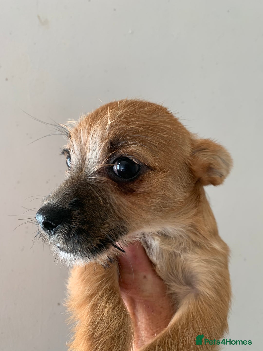 Mixed Breed dogs for sale: Bichon x Jack Russell READY NOW - Image 2