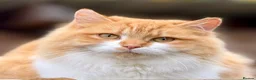 British Shorthair cats for sale: Gorgeous British Shorthair x kittens - Advert 4