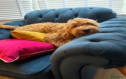 Mixed Breed dogs for sale: Female miniature Golden Doodle  - Image 7