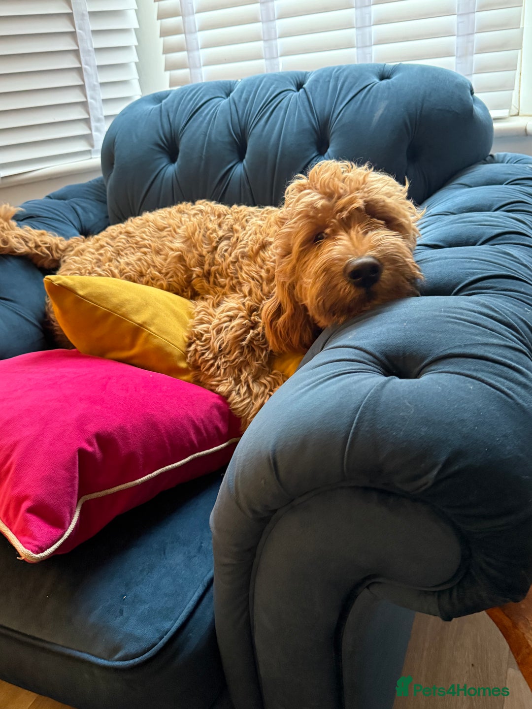Mixed Breed dogs for sale: Female miniature Golden Doodle  - Image 7