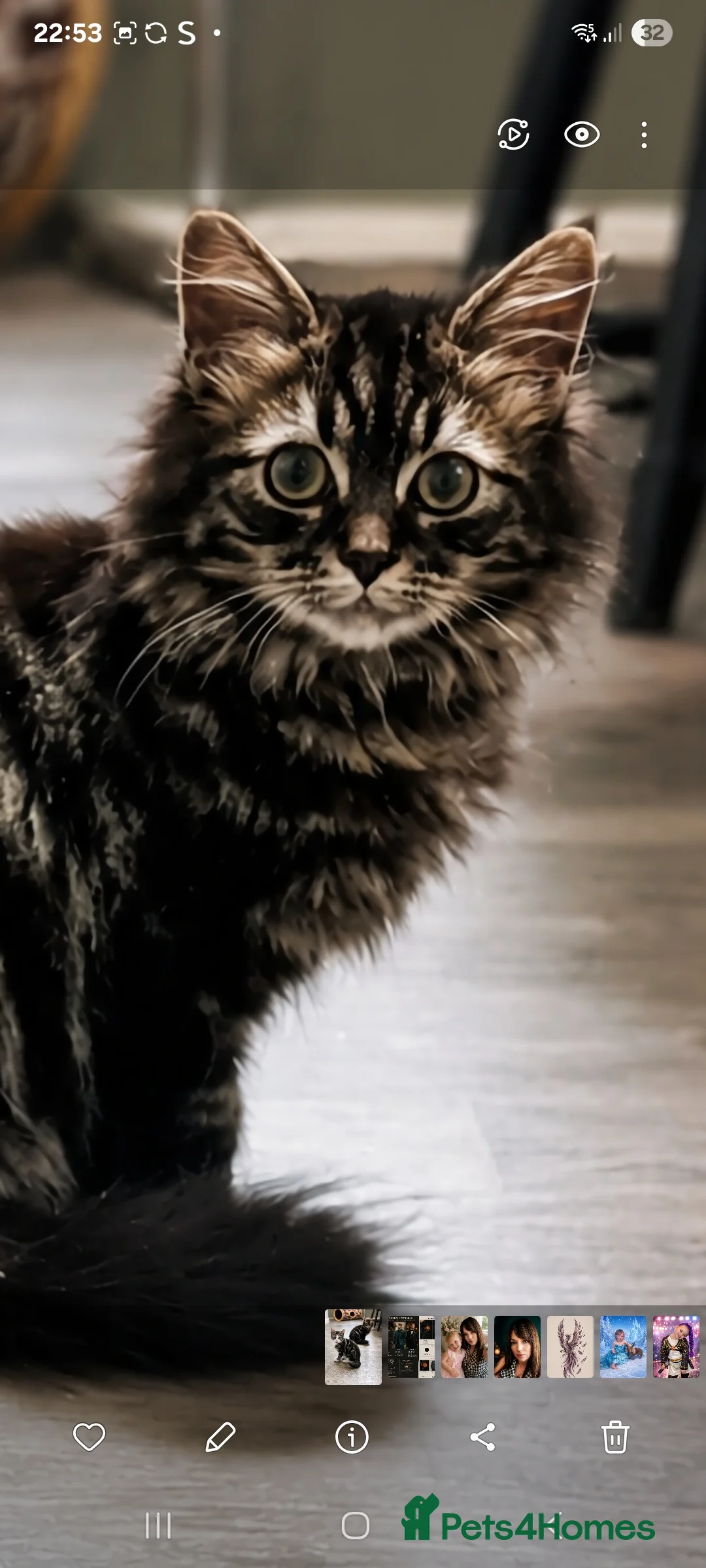 Mixed Breed cats for sale: 2 young males ready for rehome in Bridgend - Advert 2