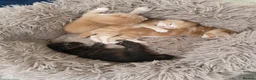 Mixed Breed cats for sale: Beautiful kittens  - Advert 4