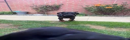 Dobermann dogs for sale: 2 girls left ❤️ Doberman Puppies - Advert 5