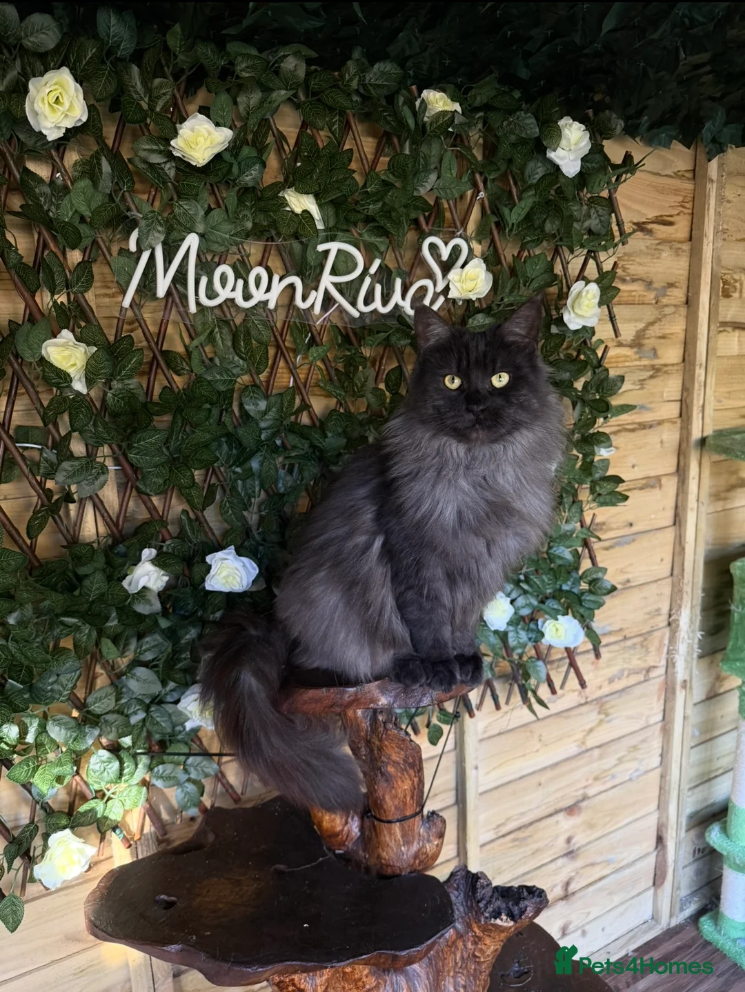 Maine Coon cats for sale: Stunning black smoke active girl  - Advert 1