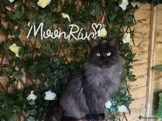 Maine Coon cats Stunning black smoke active girl - Advert 1