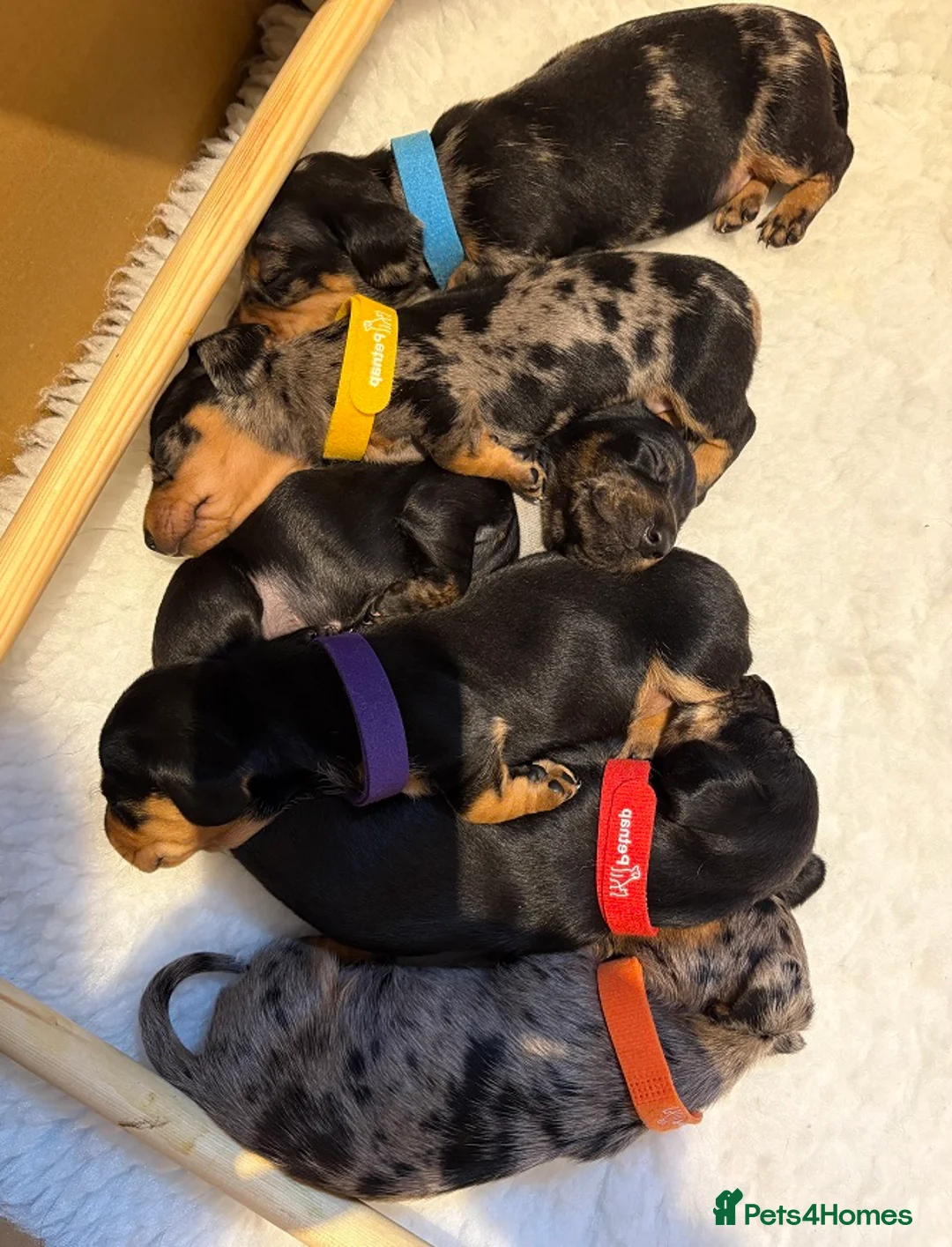 Miniature Dachshund dogs for sale: 5 PURE Miniature Dachshund puppies for sale - Advert 2