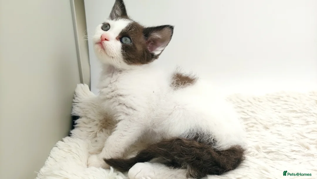 LaPerm cats for sale: Curly LaPerm kittens GCCF reg  - Advert 15