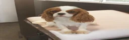 Cavalier King Charles Spaniel dogs for sale: Female Adult Cavalier king Charles Spaniel - Advert 4