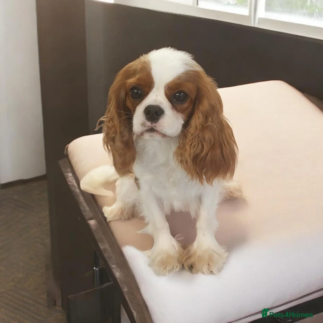 Cavalier King Charles Spaniel dogs for sale: Female Adult Cavalier king Charles Spaniel - Advert 4