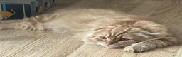 Scottish Fold cats for sale: Ginger fold cute baby  - Advert 2