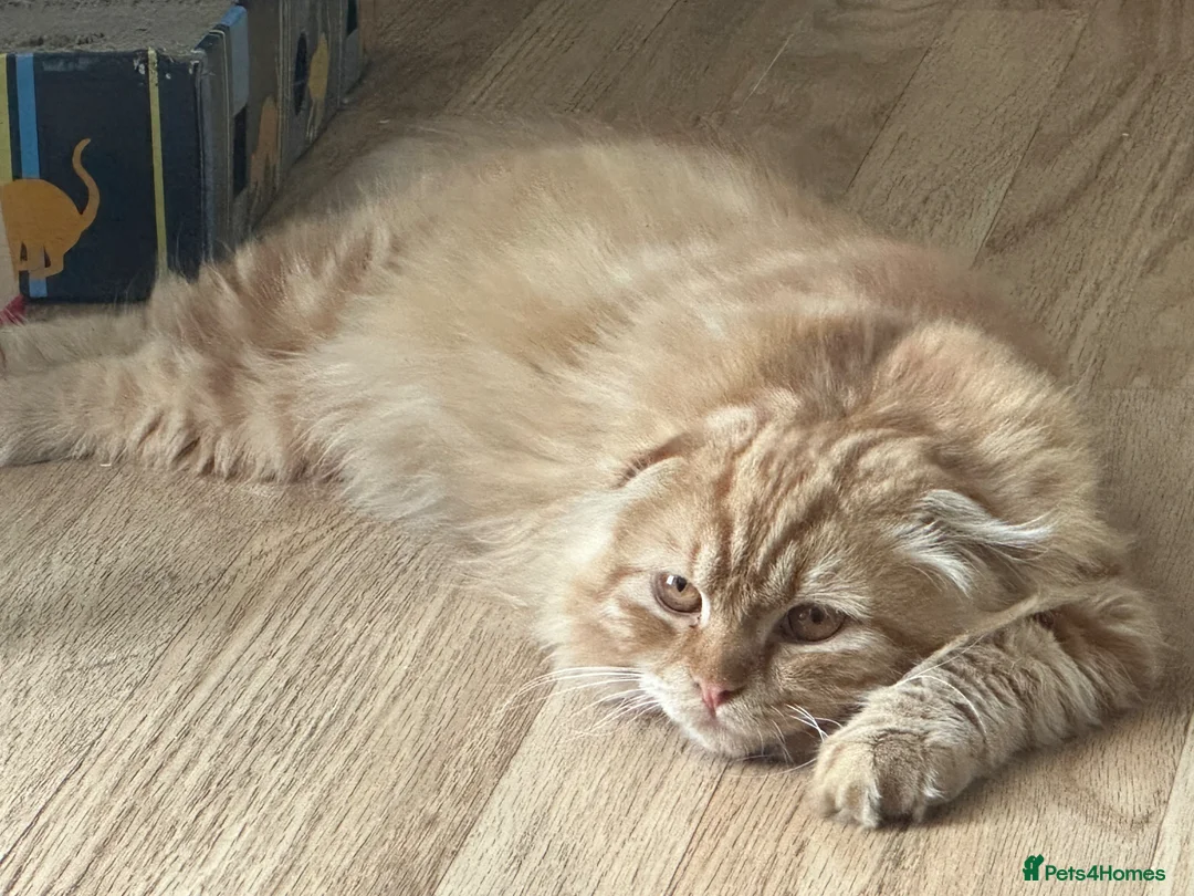 Scottish Fold cats for sale: Ginger fold cute baby  - Advert 2